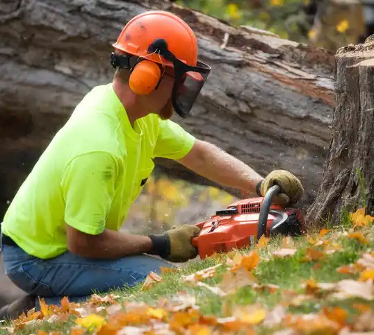 tree services Angel Fire